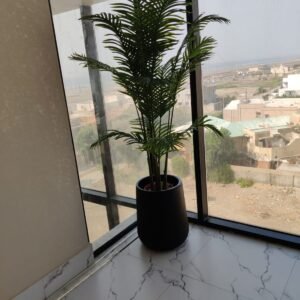 Areeza palm with pot 6feet