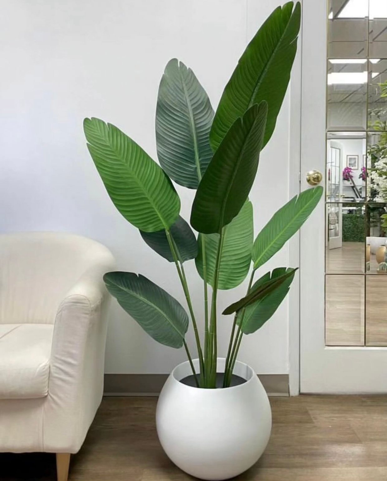 Banana Palm with Round pot 5.5 feet