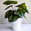 Dieffenbachia Artificial Plant (natural look)