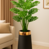 Monstera Plant in Black and Gold Planter  Modern Indoor Decor
